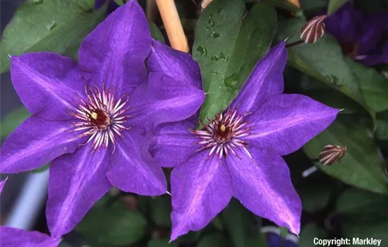 Clematis 'The President'