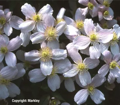 Clematis montana 'Rubens'