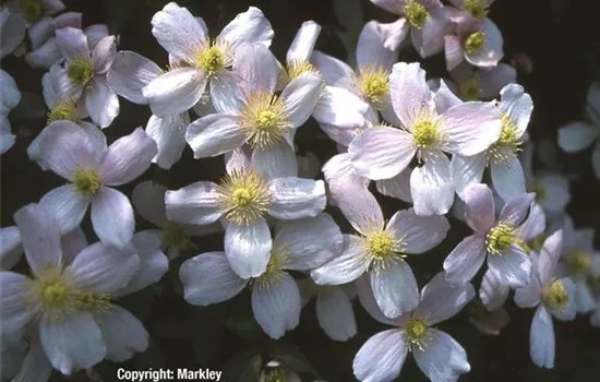 Clematis montana 'Rubens'