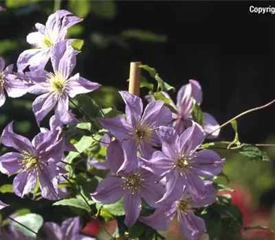 Clematis viticella 'Prince Charles'