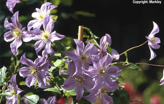 Clematis viticella 'Prince Charles'