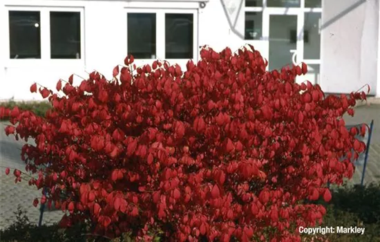 Euonymus alatus 'Compactus'