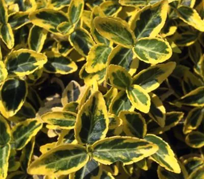 Euonymus fortunei 'Emerald'n Gold'