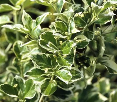 Euonymus fortunei 'Emerald Gaiety'