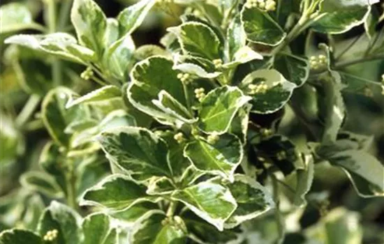 Euonymus fortunei 'Emerald Gaiety'