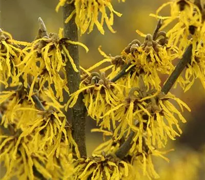 Hamamelis interm.'Arnold Promise'