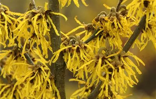 Hamamelis interm.'Arnold Promise'