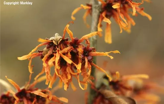 Hamamelis interm.'Jelena'