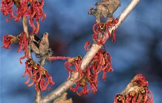 Hamamelis interm.'Ruby Glow'