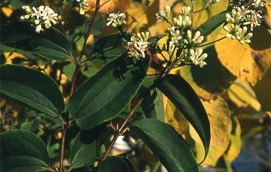 Heptacodium miconioides