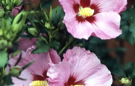 Hibiscus syriacus 'Woodbridge'