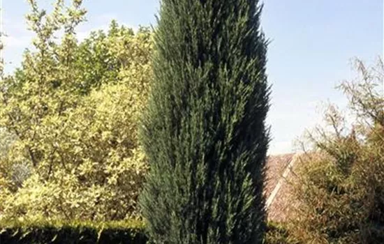 Juniperus scopulorum 'Blue Arrow'