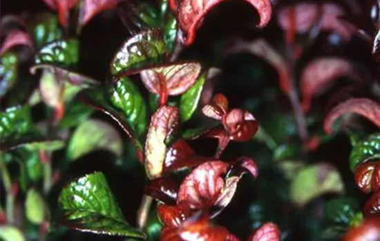 Leucothoe axillaris 'Curly Red' -R-