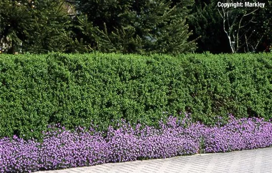 Ligustrum vulgare 'Atrovirens'