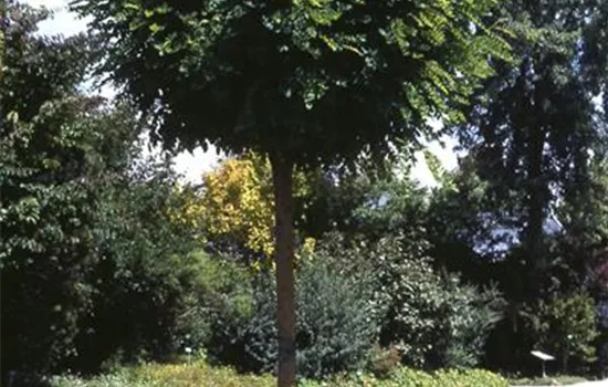 Robinia pseudoac.'Umbraculifera'