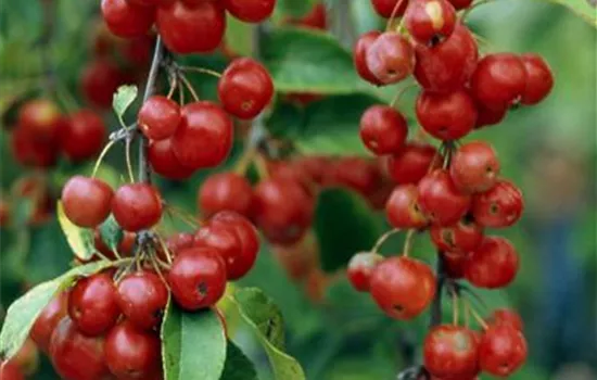 Malus 'Red Sentinel'