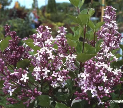 Syringa meyeri 'Palibin'