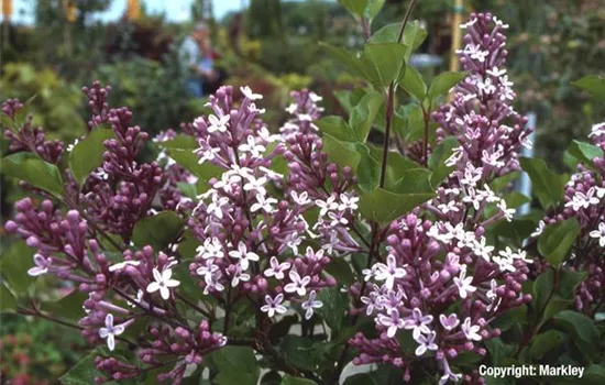 Syringa meyeri 'Palibin'