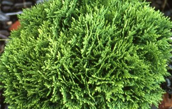 Thuja occidentalis 'Danica'