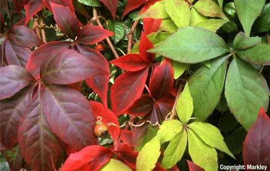 Parthenocissus quinquefolia 'Engelmannii'