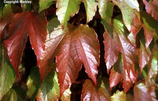 Parthenocissus tric.'Veitchii'