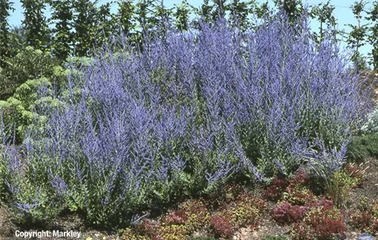 Perovskia atriplicifolia 'Blue Spire'