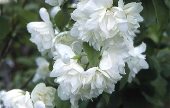 Philadelphus 'Virginal'