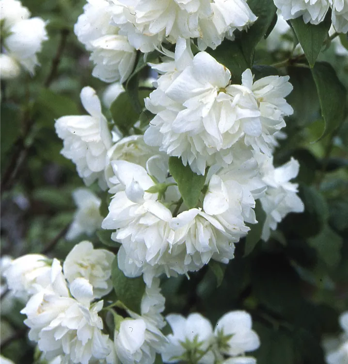 Gefüllter Gartenjasmin