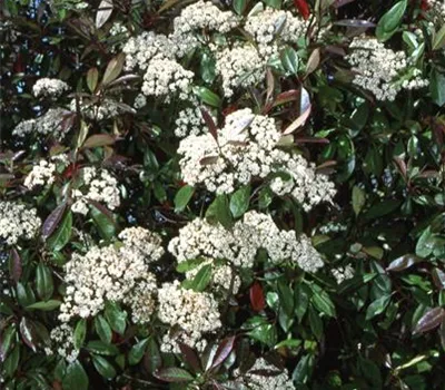 Photinia fraseri 'Red Robin'