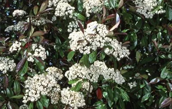 Photinia fraseri 'Red Robin'