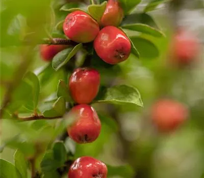 Cotoneaster x suecicus 'Coral Beauty'