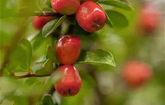 Cotoneaster x suecicus 'Coral Beauty'