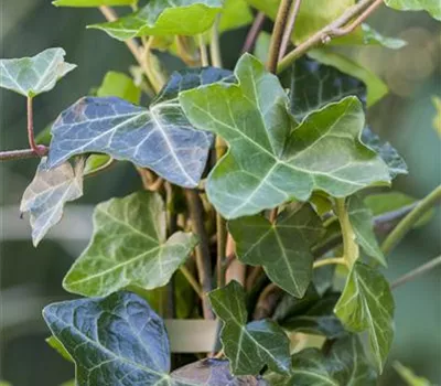 Hedera helix hibernica