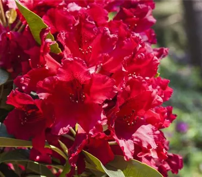 Rhododendron Hybr.'Rabatz' -R-