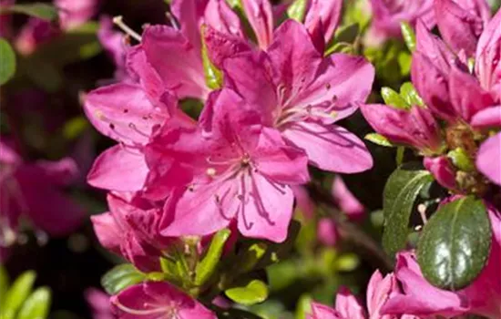 Rhododendron obt.'Purpurkissen' -S-