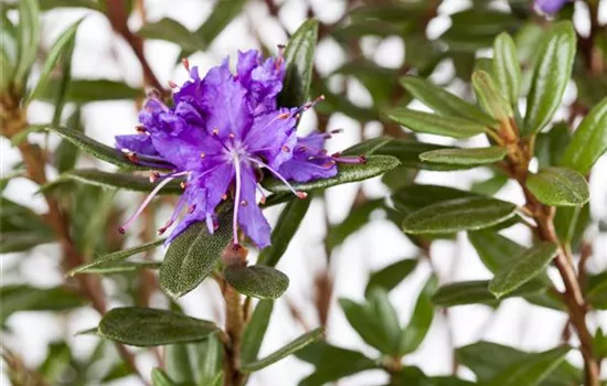 Rhododendron impeditum 'Azurika'