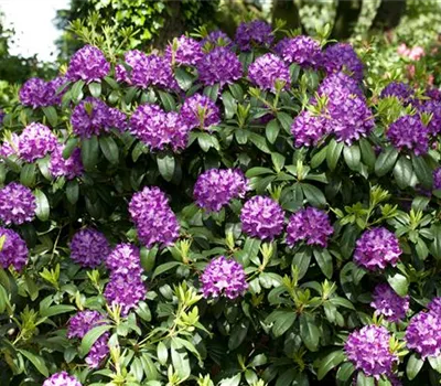 Rhododendron Hybr.'Catawb. Grandiflorum'