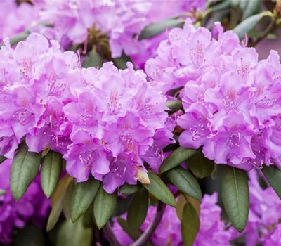 Rhododendron Hybr.'Roseum Elegans'