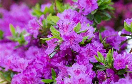 Rhododendron obt.'Lady Dark' -R-