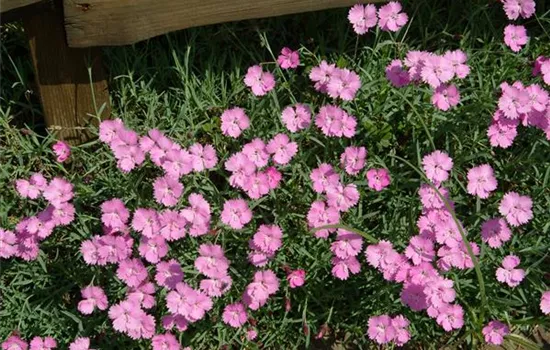 Dianthus gratianop.'Eydangeri'