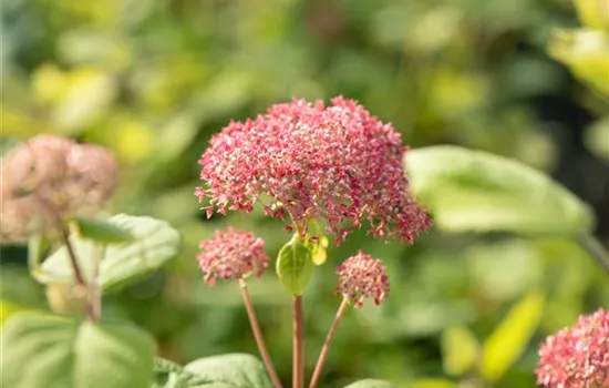 Hydrangea arbor.'Pink Annabelle' -R-