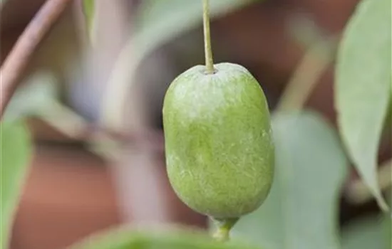 Actinidia arguta 'Issai'