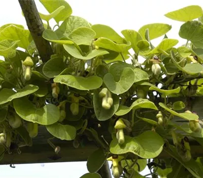 Aristolochia durior