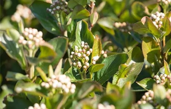 Aronia melanocarpa 'Aron'