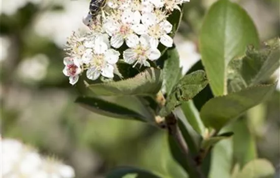 Aronia prunifolia 'Nero'