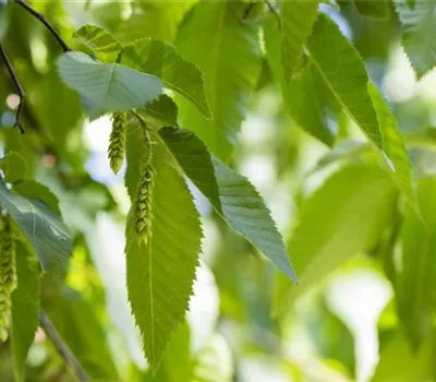 Carpinus betulus