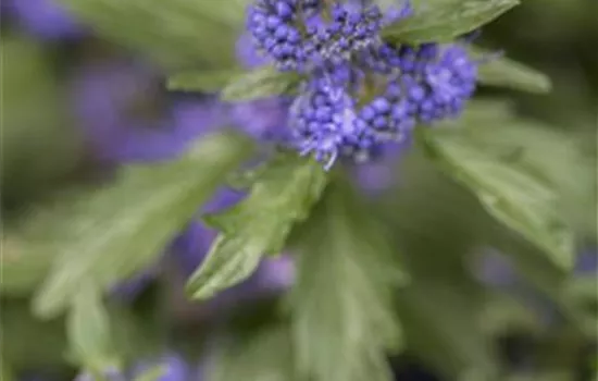 Caryopteris clandonensis 'Kew Blue'