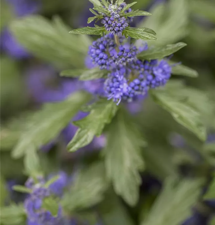 Bartblume 'Kew Blue'