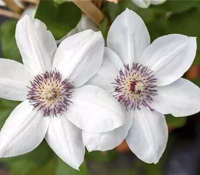 Clematis 'Miss Bateman'