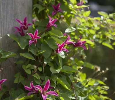 Clematis tex.'Princess Diana'